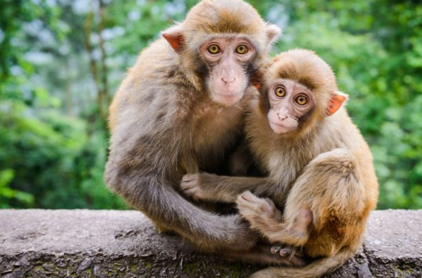 Con số may mắn nào ẩn sau giấc mơ thấy khỉ Kubet77